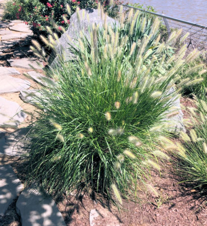 alopec bush in small rocky garden