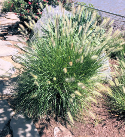 alopec bush in small rocky garden