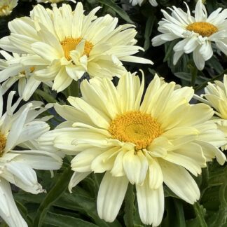 Shasta Daisy Banana Cream