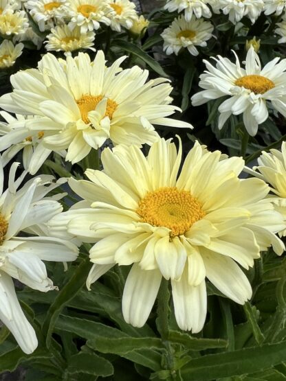 Shasta Daisy Banana Cream