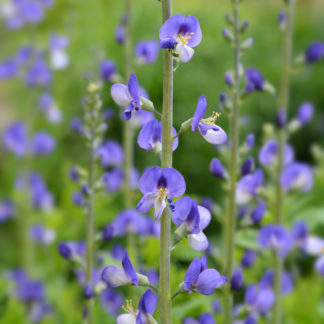 Close-up of light-blue, pea-like flowers on tall, upright stems