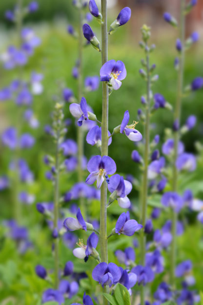 Close-up of light-blue, pea-like flowers on tall, upright stems