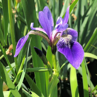 Close up of large purple flower and grass-like foliage