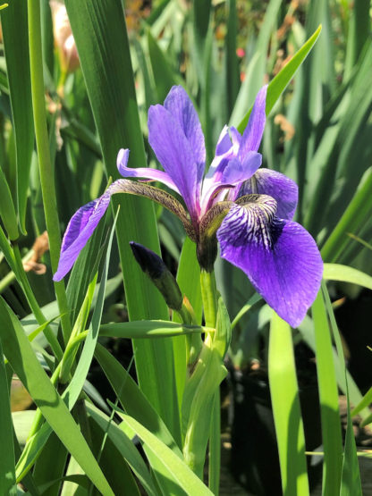 Close up of large purple flower and grass-like foliage