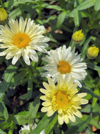 Several daisy-like flowers with light yellow petals and golden yellow centers