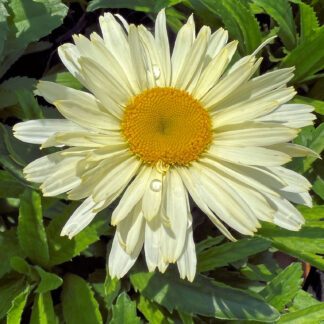 Close-up of daisy flower with light yellow petals and golden yellow center