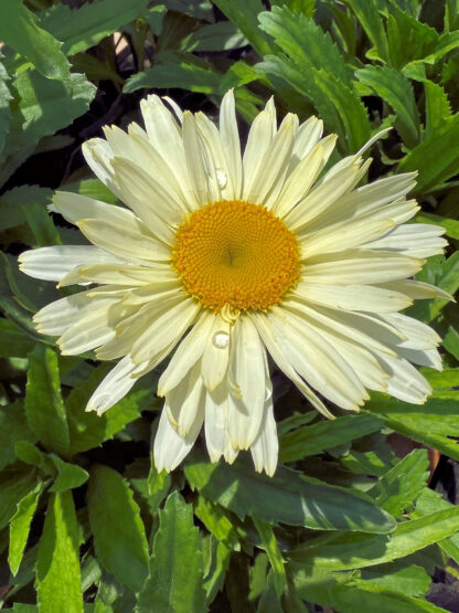 Close-up of daisy flower with light yellow petals and golden yellow center