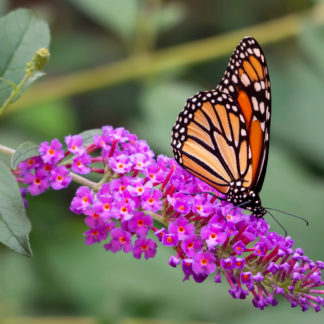 Butterfly Bush