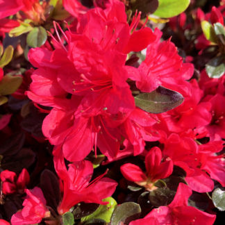 Close-up of clusters of red flower surrounded by green leaves