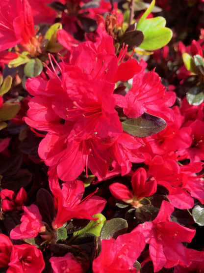 Close-up of clusters of red flower surrounded by green leaves