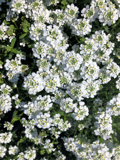 Close-up of masses of small white flowers with tiny green centers