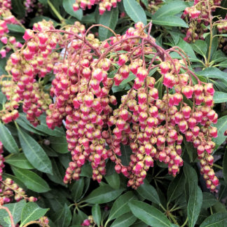 Close-up of tiny, bell-shaped, rose-red flowers hanging down on stems