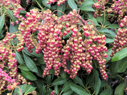 Close-up of tiny, bell-shaped, rose-red flowers hanging down on stems