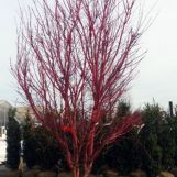 Tree with bright red branches and no leaves in nursery setting
