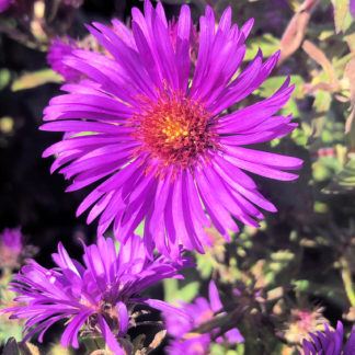 Close-up of bright purple, daisy-like aster flower