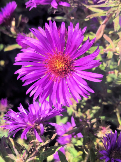 Close-up of bright purple, daisy-like aster flower