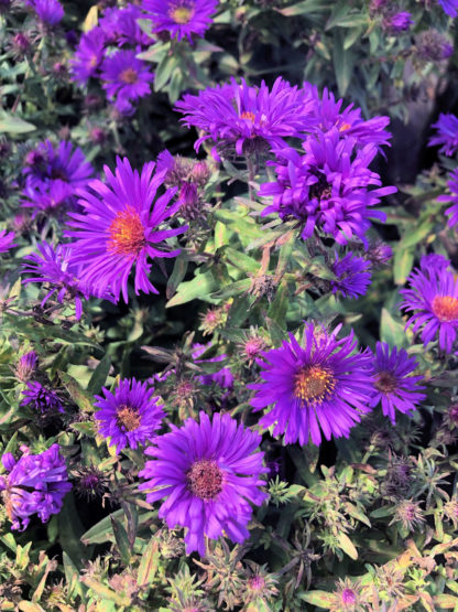 Aster plant covered with bright purple, daisy-like flowers
