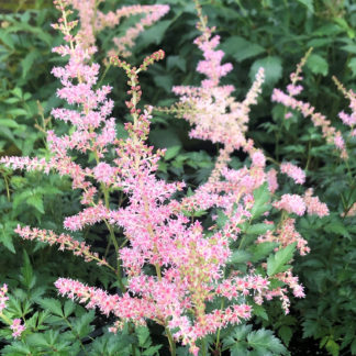 Feathery, plume-like, light pink flowers surrounded by green foliage