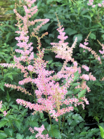 Feathery, plume-like, light pink flowers surrounded by green foliage