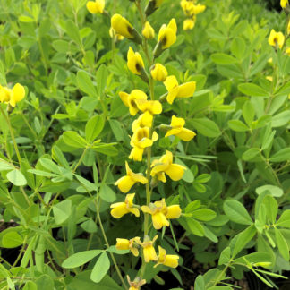 Close-up of yellow, pea-like flowers on tall, upright stems