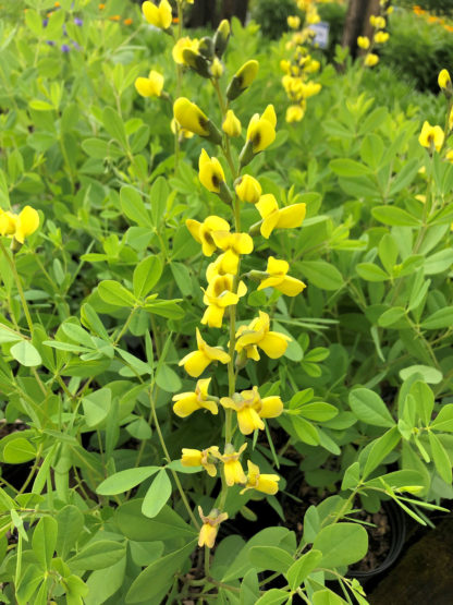 Close-up of yellow, pea-like flowers on tall, upright stems