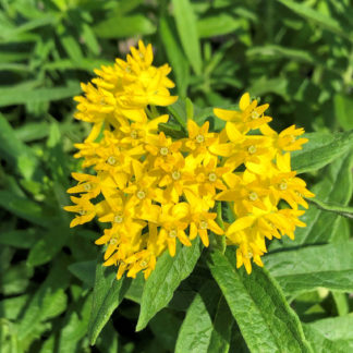 Cluster of small yellow flowers and green foliage