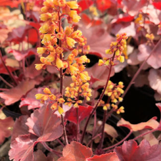 Tiny, yellow, spike-like flowers blooming over burgundy-colored foliage