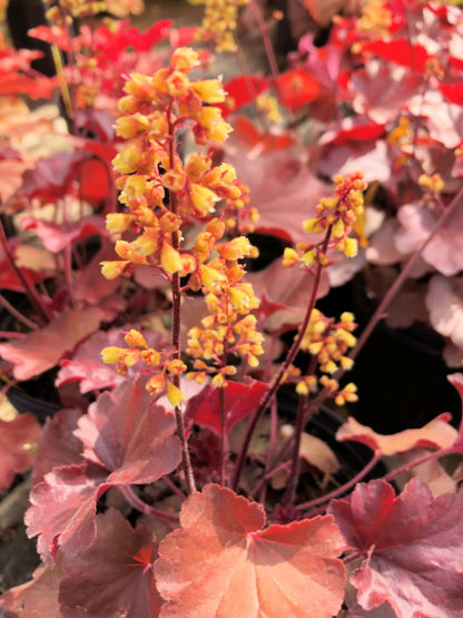 Tiny, yellow, spike-like flowers blooming over burgundy-colored foliage