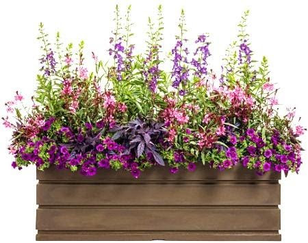 purple flowers planted in wooden flower box
