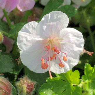 geranium biokovo