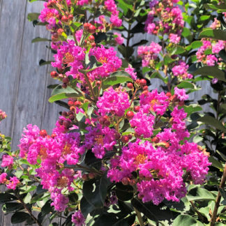 Close-up of bright pink flowers on tree branch