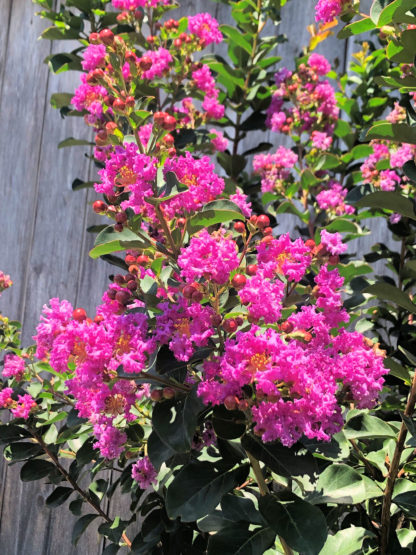 Close-up of bright pink flowers on tree branch