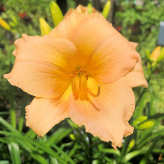 Large, cupped, soft-apricot flower with surrounded by grass-like foliage