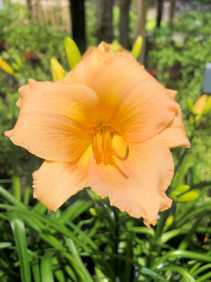 Large, cupped, soft-apricot flower with surrounded by grass-like foliage
