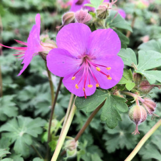 Close-up of small, bright-purple flower surrounded by green leaves and flower buds