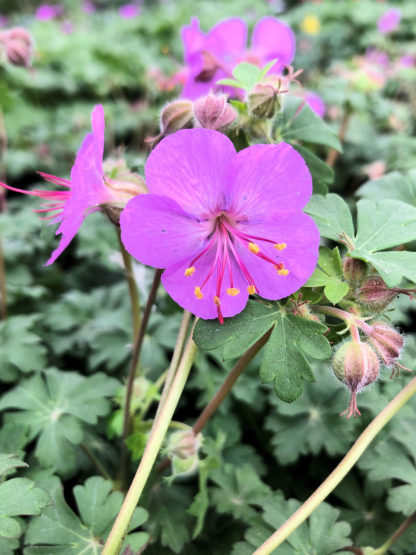 Close-up of small, bright-purple flower surrounded by green leaves and flower buds