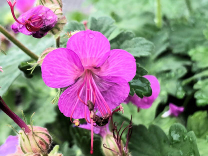 Close-up of small, bright-purple flower surrounded by green leaves