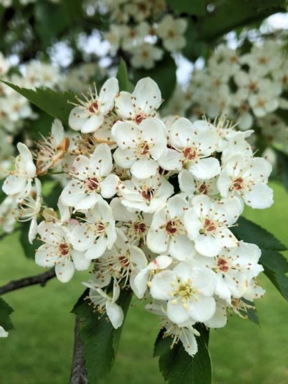 Close-up of a cluster of small white flowers on tree branch