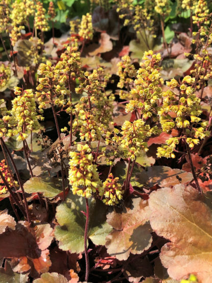 Small, yellow, spike-like flowers rising above burgundy-colored foliage