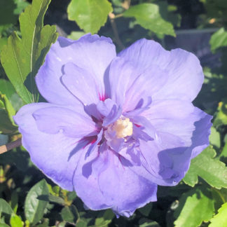 Close-up of large, purple-blue flower surrounded by green leaves