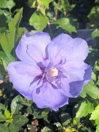 Close-up of large, purple-blue flower surrounded by green leaves