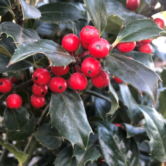 Close-up of shiny green leaves and a cluster of bright red berries