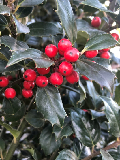 Close-up of shiny green leaves and a cluster of bright red berries