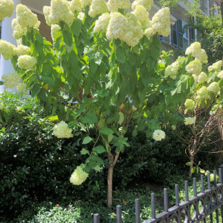 Close-up of large, white, cone-shaped flowers and large green leaves on small tree in garden with black iron fence