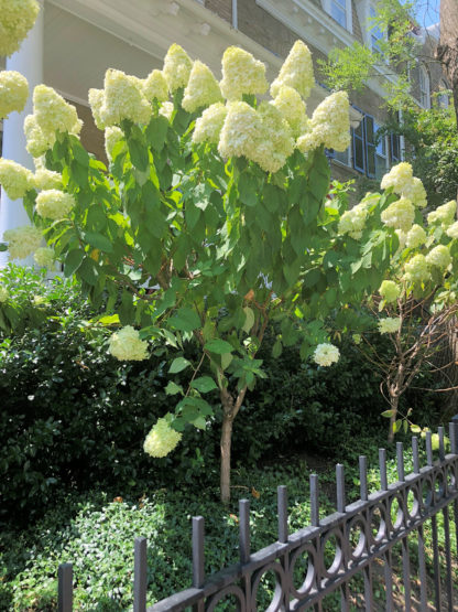 Close-up of large, white, cone-shaped flowers and large green leaves on small tree in garden with black iron fence