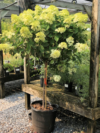 limelight treeform hydrangea