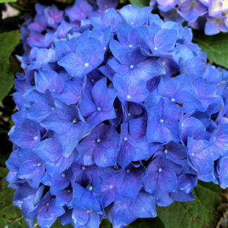 Close-up of large, blue, ball-shaped flower