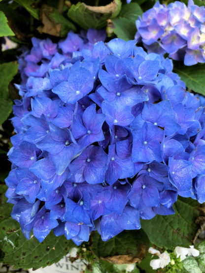 Close-up of large, blue, ball-shaped flower