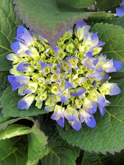 Close-up of large, blue, ball-shaped flower surrounded by large green leaves