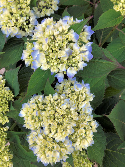 Close-up of large, blue, ball-shaped flower surrounded by green leaves